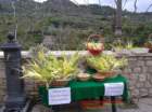 grotteriadomenicadellepalme2014_small.jpg